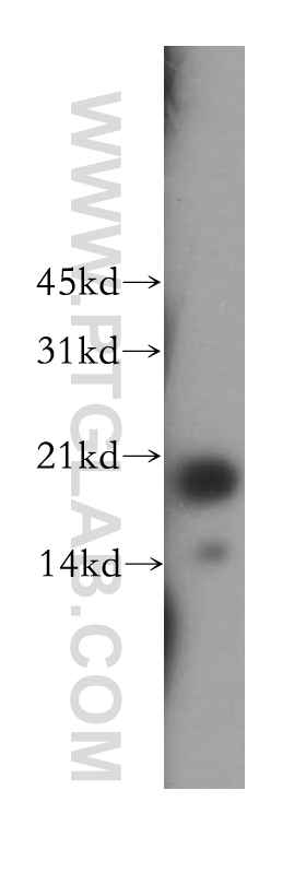 WB analysis of HEK-293 using 13005-1-AP