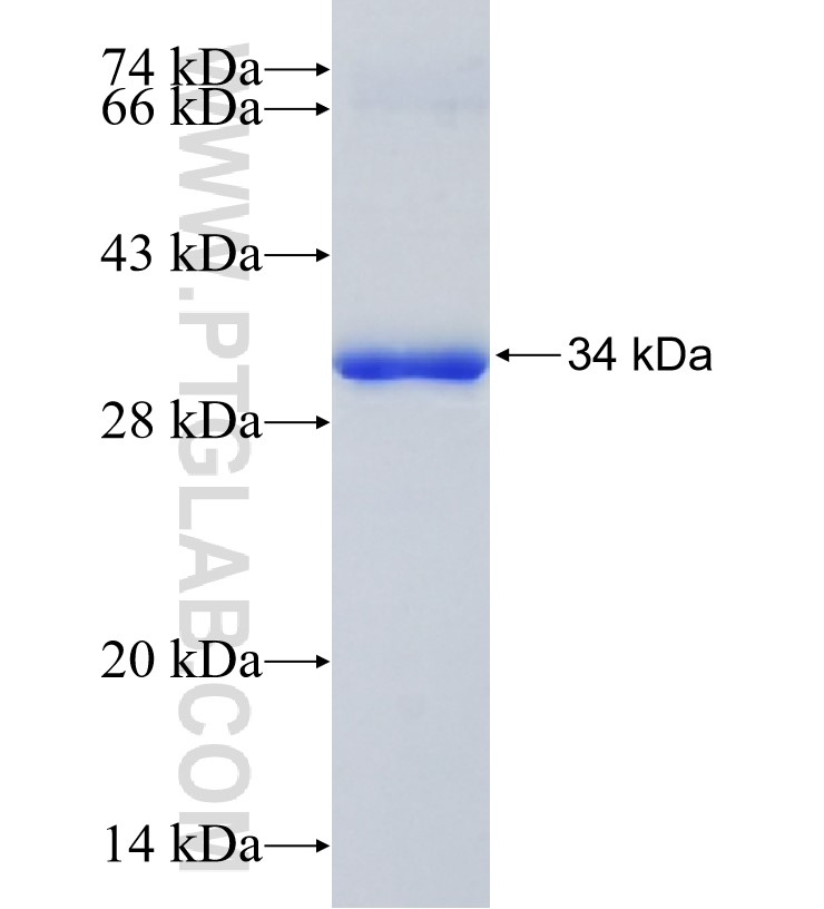 FAM105B fusion protein Ag22302 SDS-PAGE