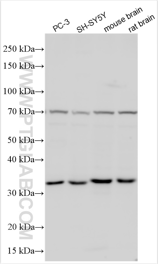 WB analysis using 15854-1-AP