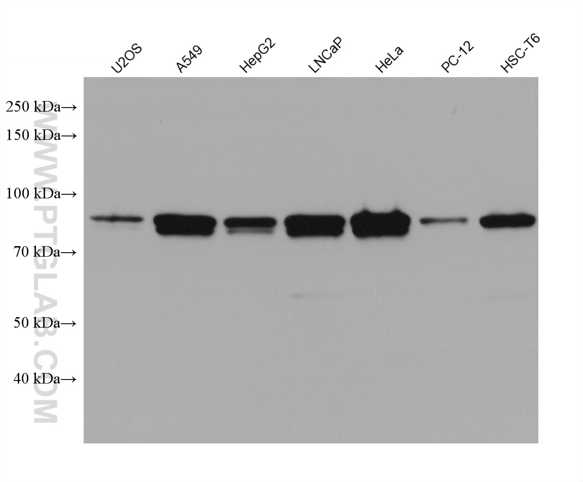 WB analysis using 67926-1-Ig (same clone as 67926-1-PBS)