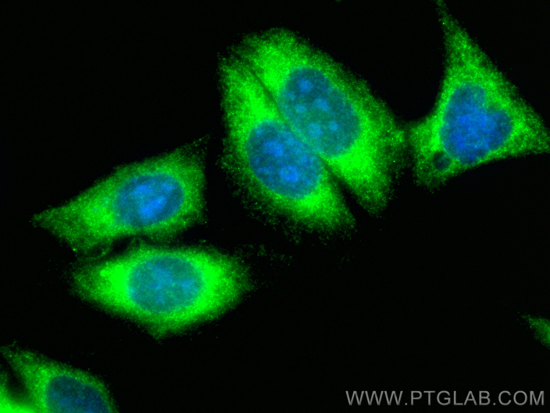 IF Staining of HepG2 using CL488-21638