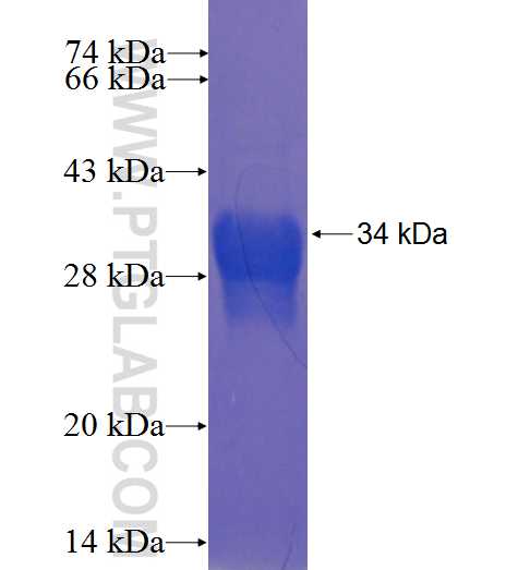 FAM120C fusion protein Ag23235 SDS-PAGE