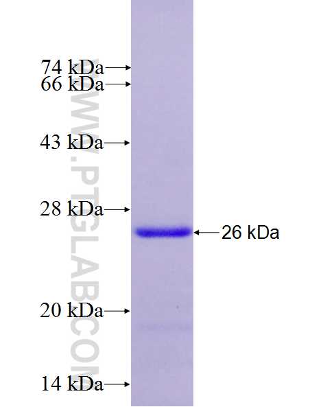 FAM122B fusion protein Ag26891 SDS-PAGE