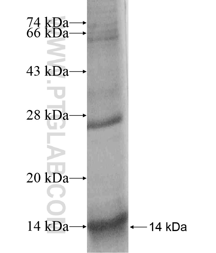 FAM12A fusion protein Ag17116 SDS-PAGE