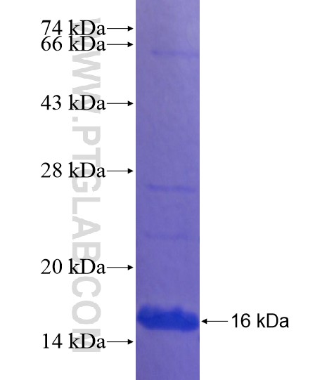 FAM133A fusion protein Ag21663 SDS-PAGE