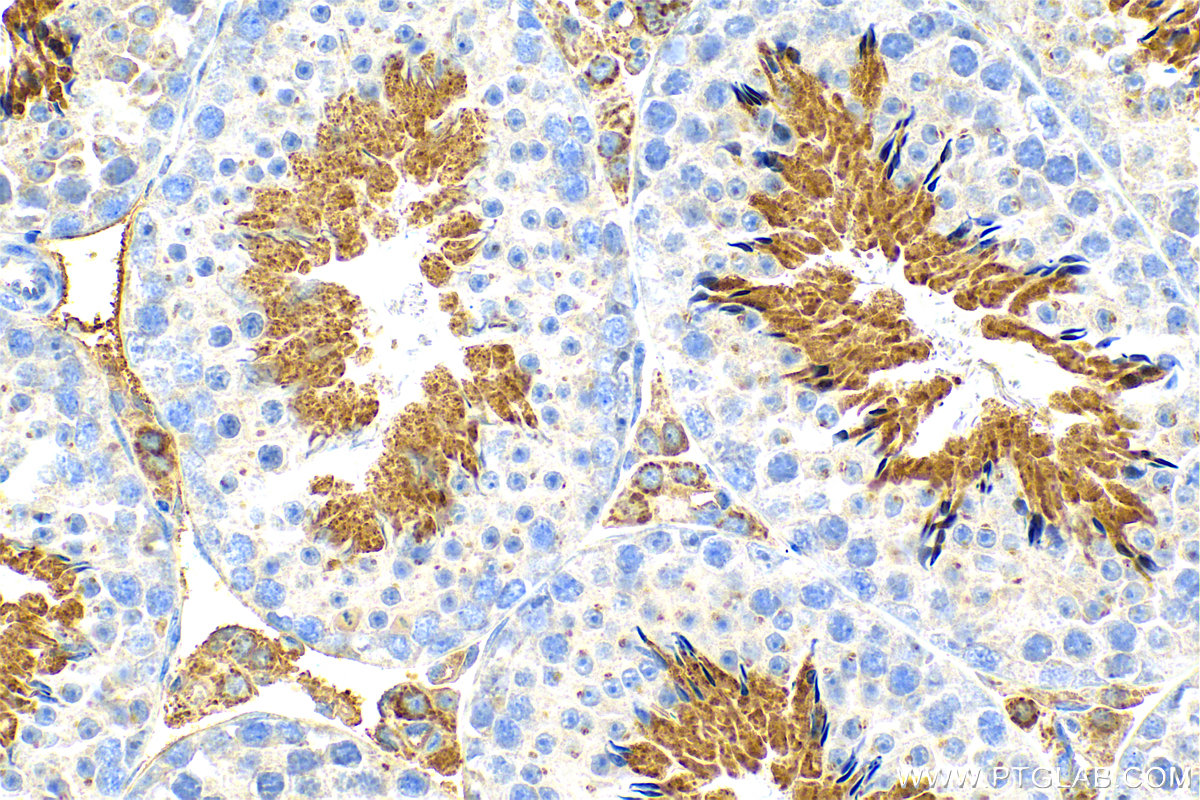 IHC staining of mouse testis using 26509-1-AP