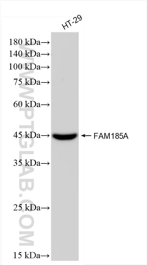 WB analysis of HT-29 using 83921-3-RR (same clone as 83921-3-PBS)