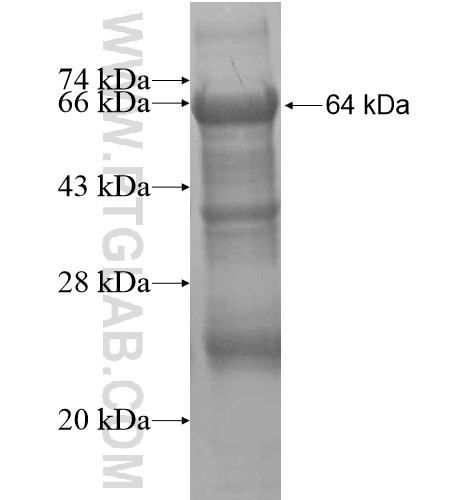 FAM186B fusion protein Ag15284 SDS-PAGE