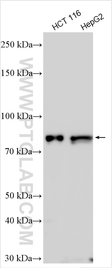 WB analysis using 26090-1-AP