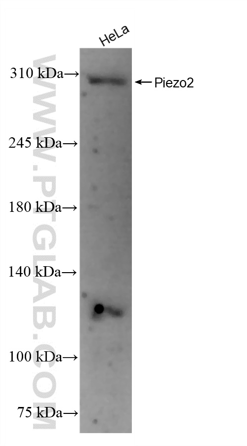 WB analysis of HeLa using 83488-4-RR (same clone as 83488-4-PBS)