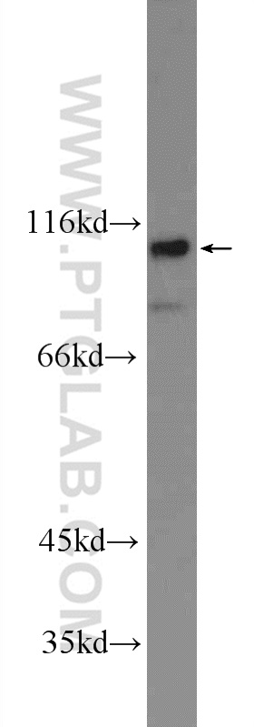 FAM40B