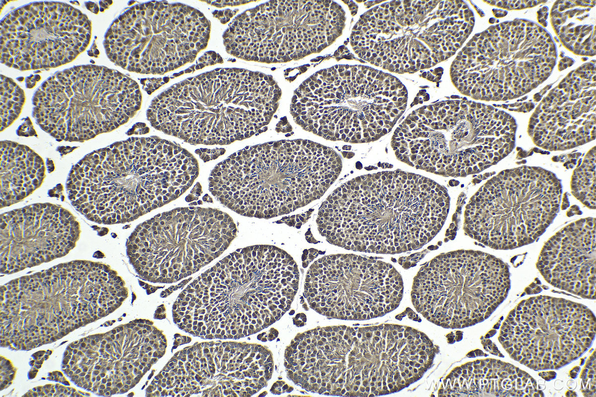 IHC staining of mouse testis using 24419-1-AP