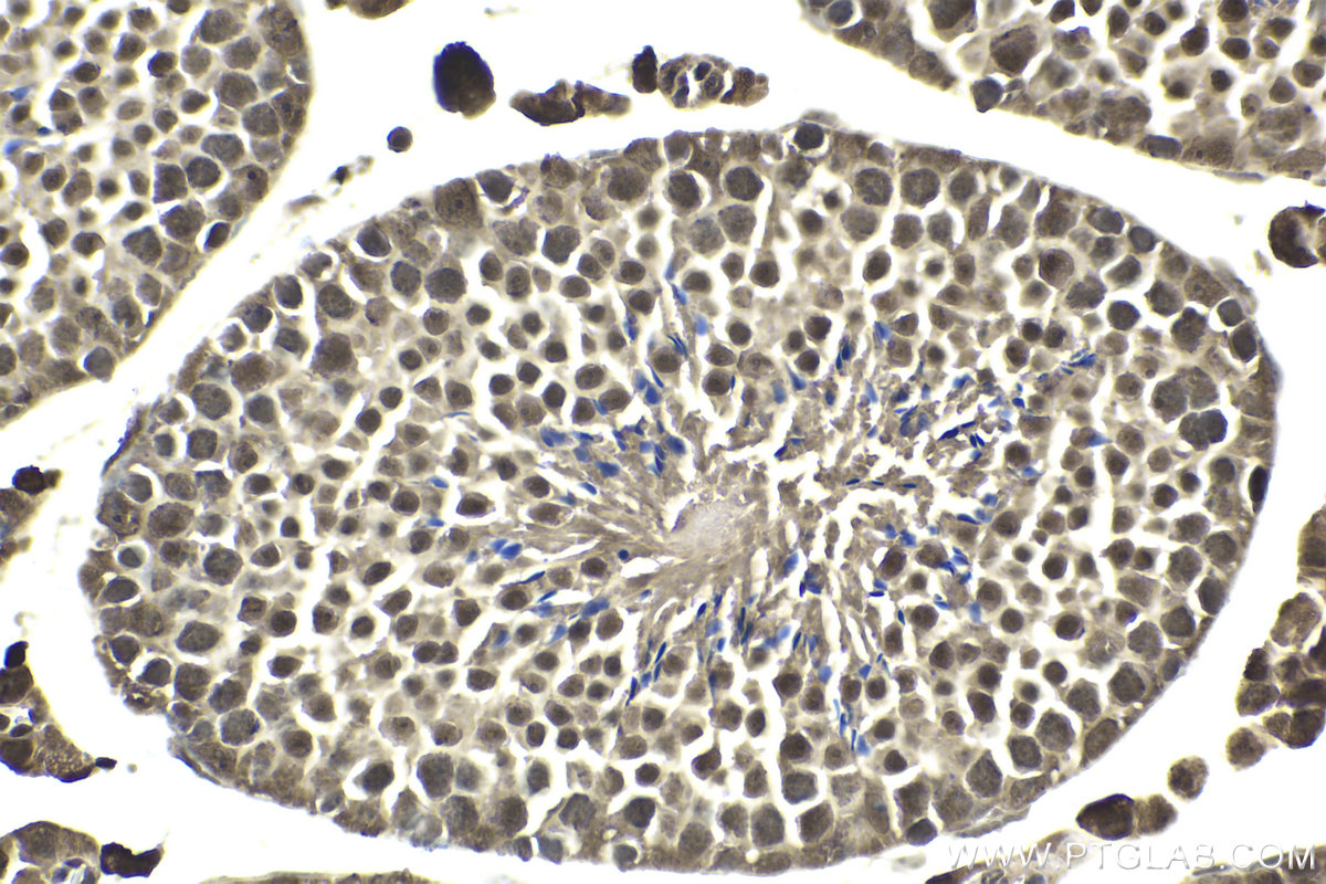 IHC staining of mouse testis using 24419-1-AP