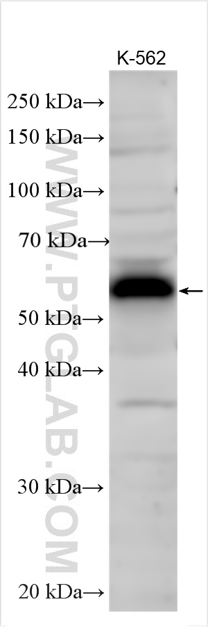 FAM53C