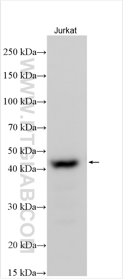 WB analysis using 26569-1-AP