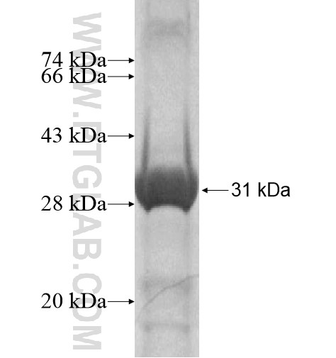 FAM55A fusion protein Ag15322 SDS-PAGE