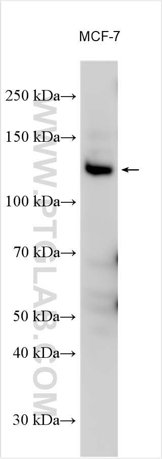 WB analysis using 26032-1-AP