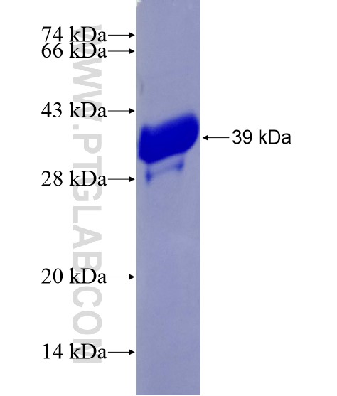 FAM83F fusion protein Ag28915 SDS-PAGE