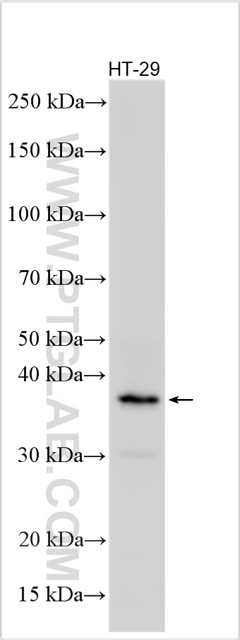 WB analysis using 26571-1-AP