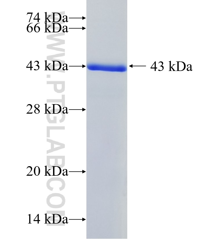 FAM84A fusion protein Ag23773 SDS-PAGE