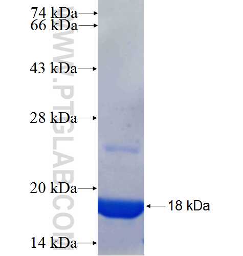 FAM92B fusion protein Ag24816 SDS-PAGE