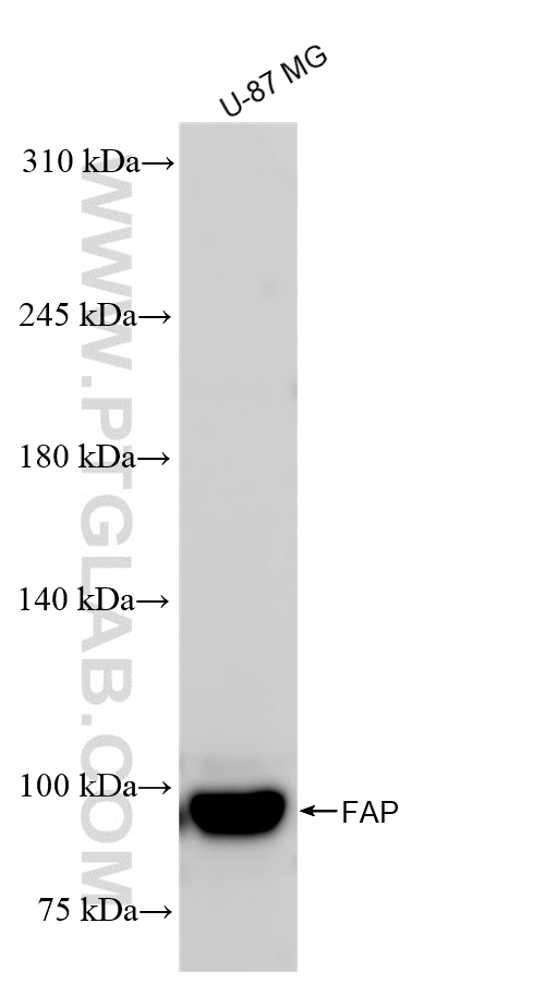 WB analysis of U-87 MG using 84018-4-RR