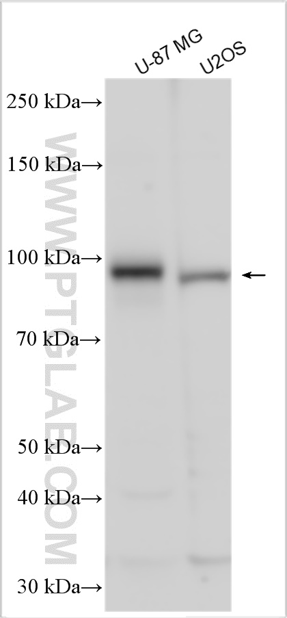 WB analysis using 11779-1-AP