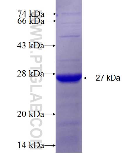 FAPA fusion protein Ag26707 SDS-PAGE