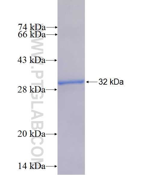 FAR2 fusion protein Ag26819 SDS-PAGE