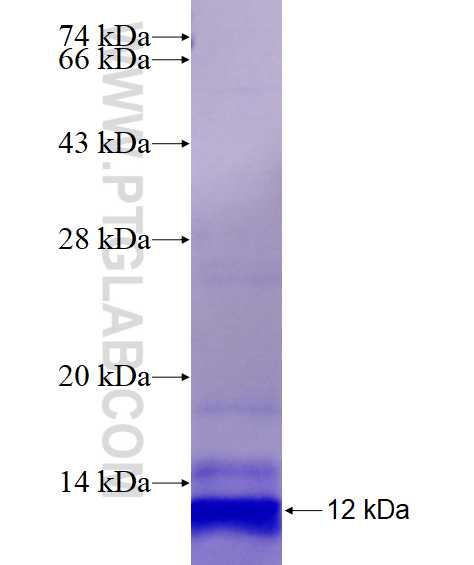 FAR2 fusion protein Ag26823 SDS-PAGE