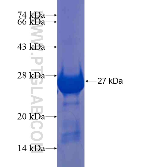 FARP1 fusion protein Ag21232 SDS-PAGE