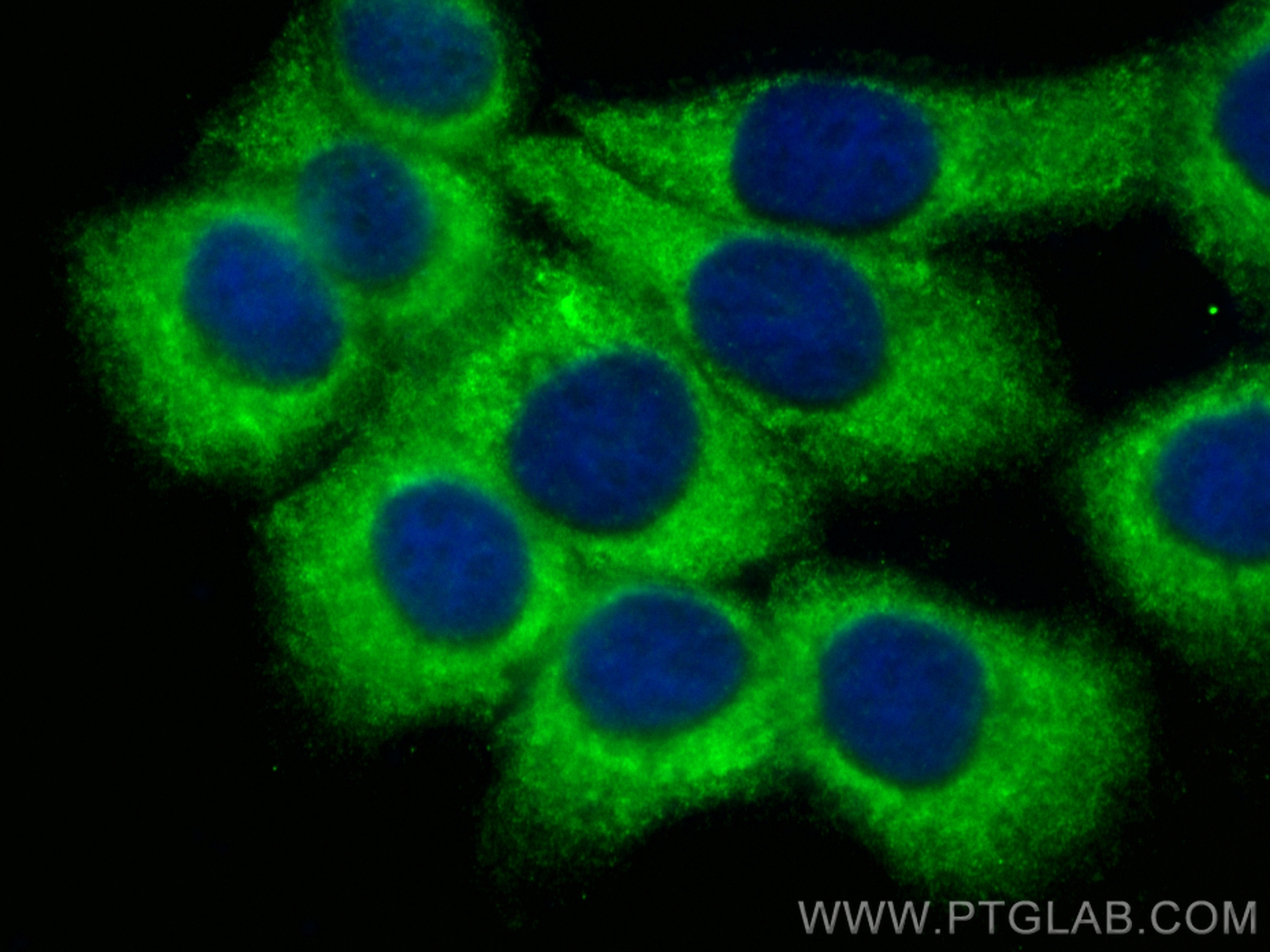 IF Staining of A431 using CL488-67945