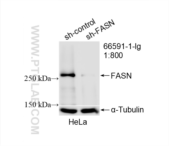 WB analysis of HeLa using 66591-1-Ig