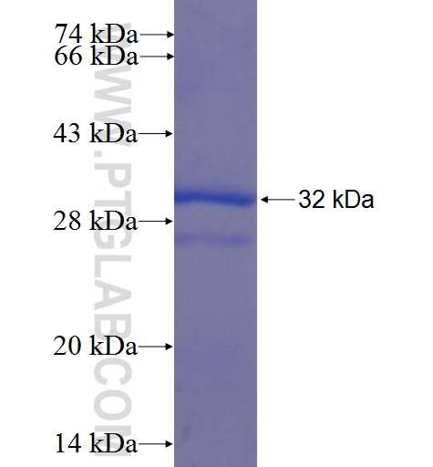 FASTK fusion protein Ag22816 SDS-PAGE