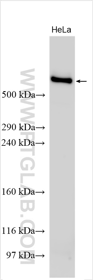 WB analysis using 30733-1-AP