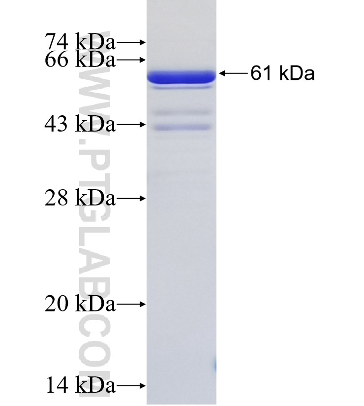 FAT1 fusion protein Ag33957 SDS-PAGE