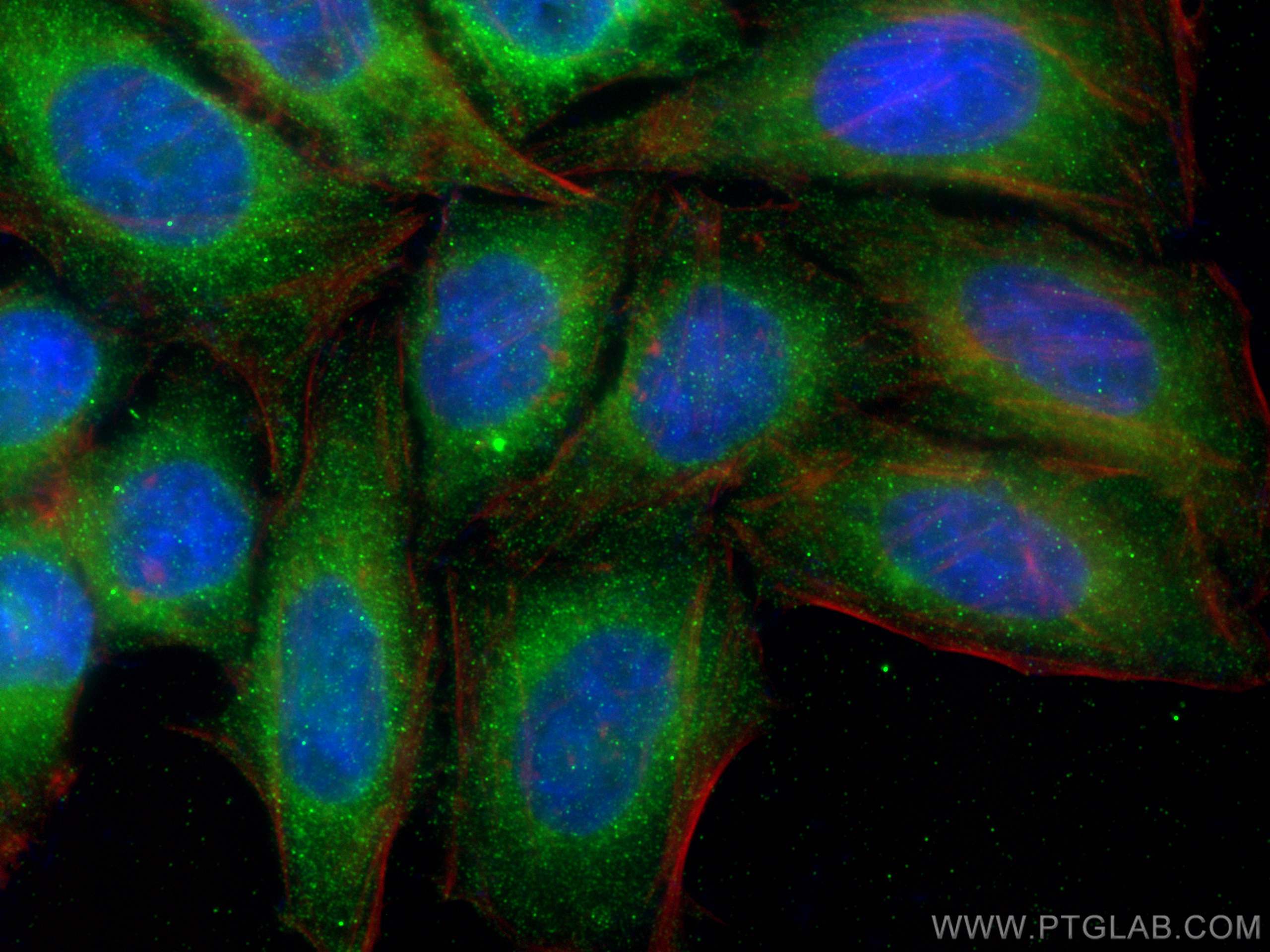 IF Staining of HepG2 using 68074-1-Ig