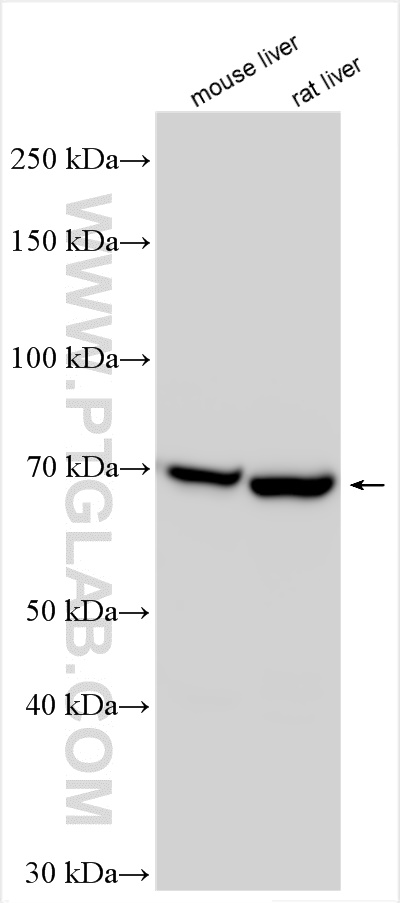 WB analysis using 25347-1-AP