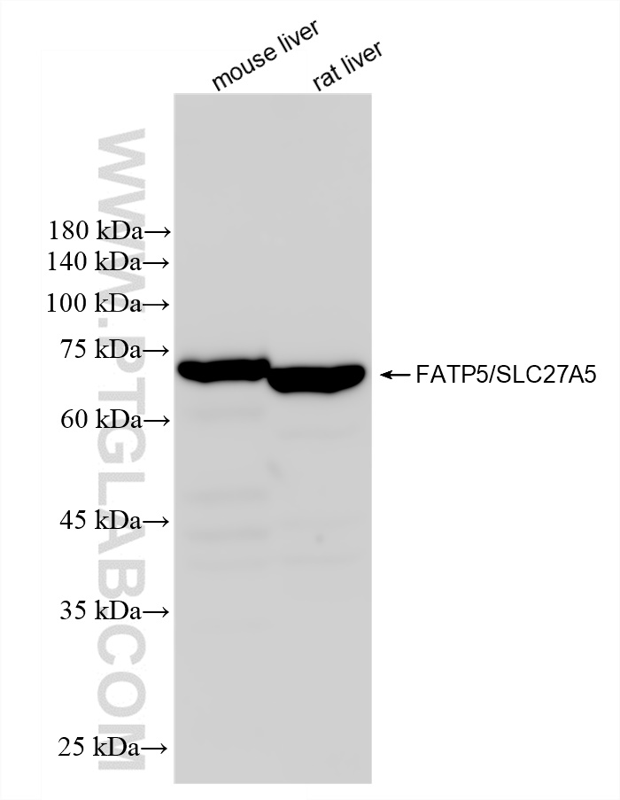 WB analysis using 84557-1-RR