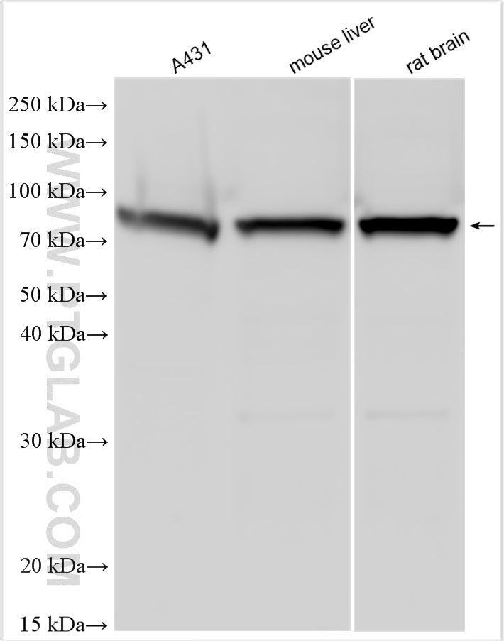 WB analysis using 30190-1-AP