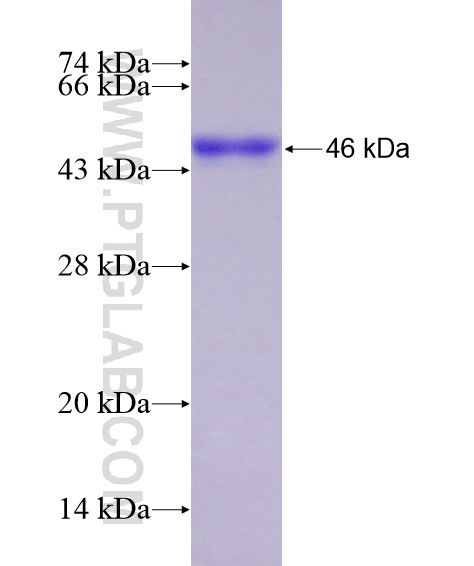 FBF1 fusion protein Ag28621 SDS-PAGE