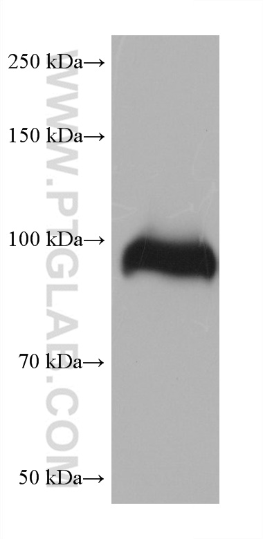 WB analysis of human placenta using 68453-1-Ig (same clone as 68453-1-PBS)