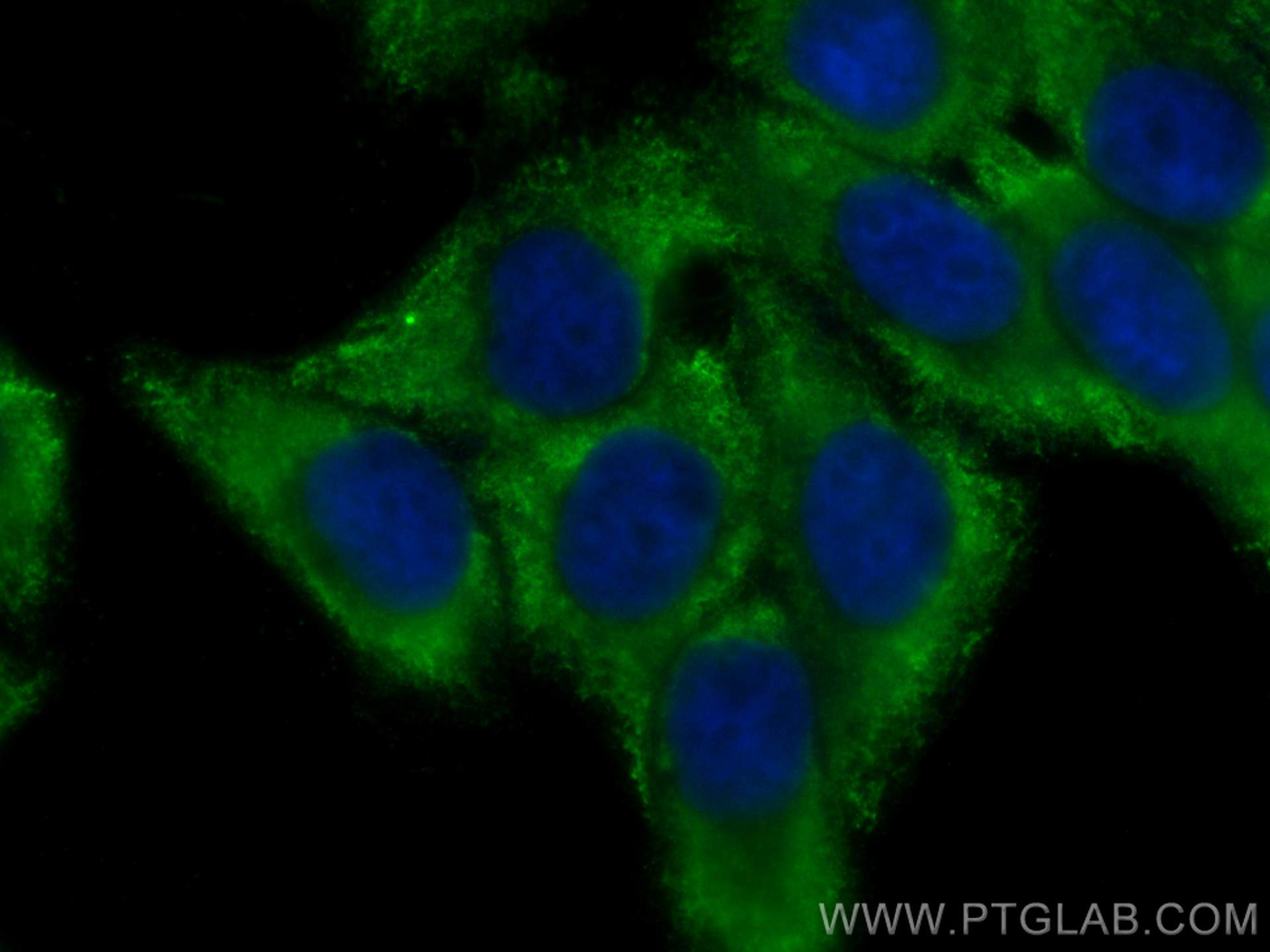 IF Staining of HepG2 using CL488-68246