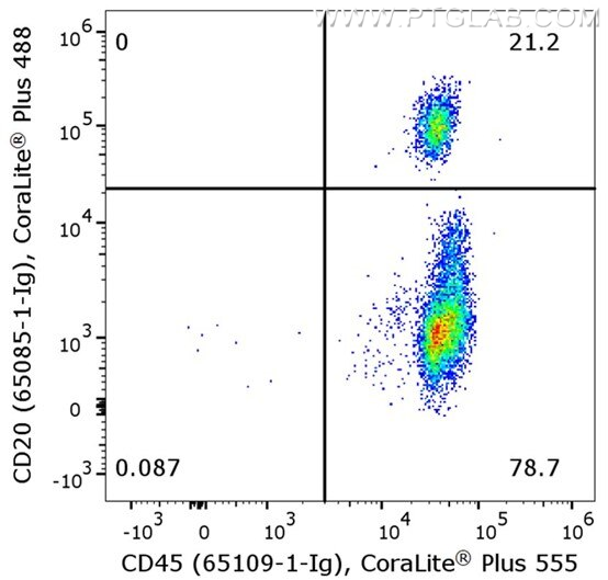 Flow cytometry of PBMC. 1X10^6 human peripheral blood mononuclear cells (PBMCs) were stained with anti-human CD45 (clone HI30, 65109-1-Ig) labeled with FlexAble CoraLite® Plus 555 Kit (KFA022) and anti-human CD20 (clone 2G7, 65085-1-Ig) labeled with FlexAble CoraLite® Plus 488 Kit (KFA061).​