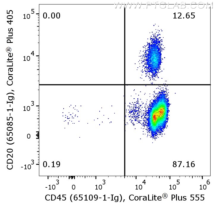 Flow cytometry of PBMC. 1X10^6 human peripheral blood mononuclear cells (PBMCs) were stained with anti-human CD45 (clone HI30, 65109-1-Ig) labeled with FlexAble CoraLite Plus 555 Kit (KFA022) and anti-human CD20 (clone 2G7, 65085-1-Ig) labeled with FlexAble CoraLite® Plus 405 Kit (KFA066).