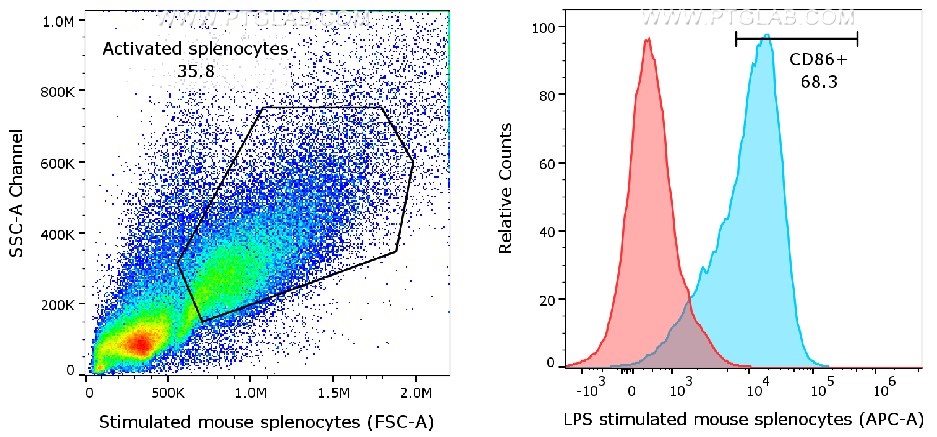 1X10^6 of LPS treated mouse splenocytes were surface stained with rat anti-Mouse CD86 (65068-1-Ig, Clone: GL1) or rat IgG2a isotype control (65209-1-Ig) labeled with FlexAble CoraLite® Plus 647 Kit (KFA123). Cells were not fixed. Histogram, red: Rat IgG2a isotype control (65209-1-Ig); blue: Rat anti-mouse CD86 (65068-1-Ig).