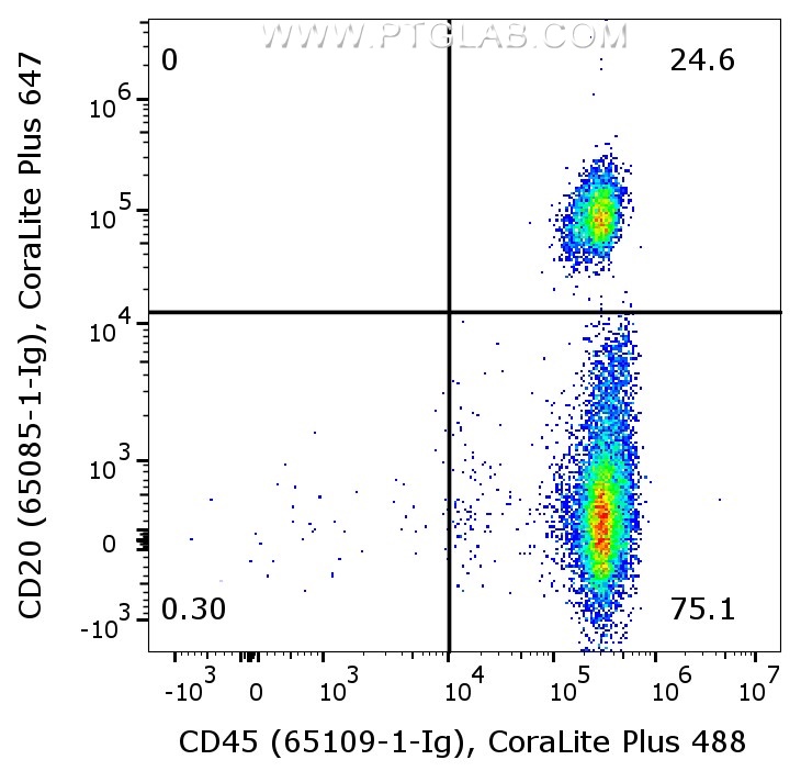 1X10^6 human PBMCs were surface co-stained with Anti-Human CD20 (65085-1-Ig, Clone:2H7) labeled with FlexAble CoraLite® Plus 647 Kit (KFA563), and Anti-Human CD45 (65109-1-Ig, MsIgG1 Clone:HI30) labeled with FlexAble CoraLite® Plus 488 Kit (KFA521). Cells were not fixed. Lymphocytes were gated.