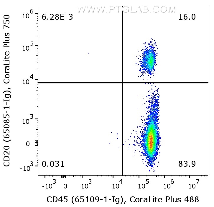 1X10^6 human PBMCs were surface co-stained with Anti-Human CD20 (65085-1-Ig, Clone:2H7) labeled with FlexAble 2.0 CoraLite® Plus 750 Kit (KFA564), and Anti-Human CD45 (65109-1-Ig, Clone:HI30) labeled with FlexAble 2.0 CoraLite® Plus 488 Kit (KFA521). Cells were not fixed. Lymphocytes were gated.