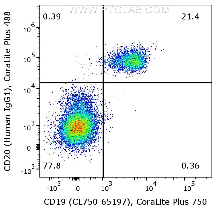 1X10^6 human PBMCs were surface co-stained with CoraLite® Plus 750 Anti-Human CD19 (CL750-65197, Clone:4G7), and Anti-Human CD20 (Human IgG1) labeled with FlexAble 2.0 CoraLite® Plus 488 Kit (KFA604). Cells were not fixed. Lymphocytes were gated.