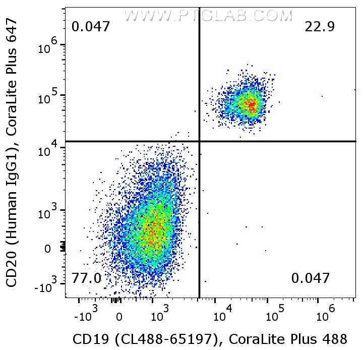 1X10^6 human PBMCs were surface co-stained with CoraLite® Plus 488 Anti-Human CD19 (CL488-65197, Clone:4G7), and Anti-Human CD20 (Human IgG1) labeled with FlexAble 2.0 CoraLite® Plus 647 Kit (KFA606). Cells were not fixed. Lymphocytes were gated.
